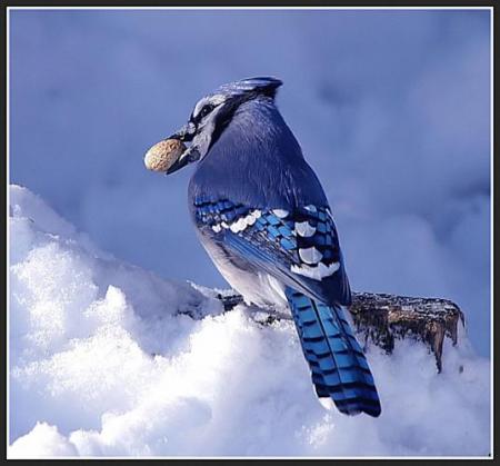 --- Le geai bleu ---